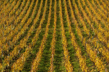 Wine plantation rows in golden morning light - wineyard France