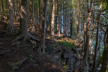 Tree trunks and roots that are exposed and gnarly in a lakeside park forest in an eery landscape scene.