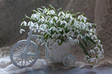 Decorative white bicycle with a basket and bouquets of flowers of snowdrops against the background of a lace shawl . Beautiful postcard for the spring holiday, calendar.