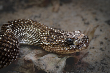Snake