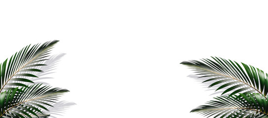 Folhas de palmeiras tropicais em fundo branco ou transparente nos cantos da imagem. Fundo tropical brasileiro com palhas de coqueiro. - obrazy, fototapety, plakaty