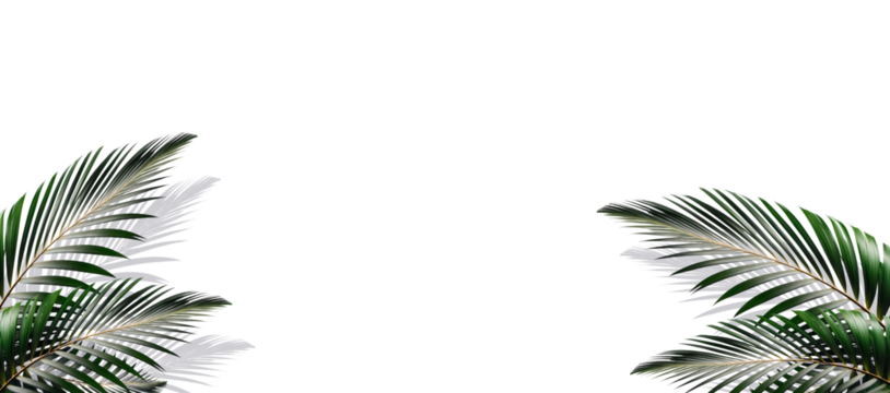 Folhas de palmeiras tropicais em fundo branco ou transparente nos cantos da imagem. Fundo tropical brasileiro com palhas de coqueiro.