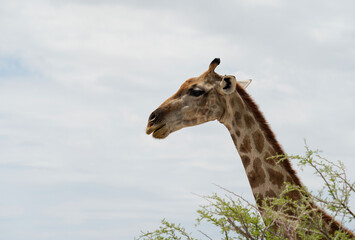 The portrait of giraffe, looking away from the camera, Etosha National Park, Namibia 