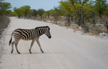 Zebra crossing the road in Etosha National Park, Namibia 