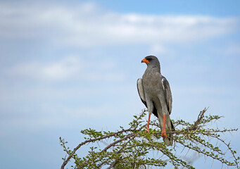 Gabar Goshawk on the branch of the tree, Etosha National Park, Namibia 
