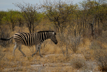 Fototapeta na wymiar Zebra walking in Etosha National Park, Namibia 