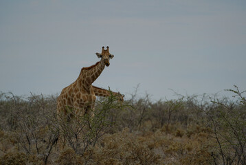 Two giraffes eating leaves from the trees, Etosha National Park, Namibia 