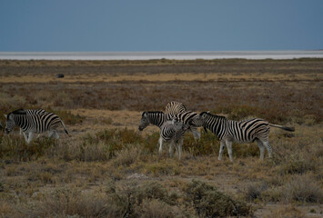 Fototapeta na wymiar Zebras in the field in Etosha National Park, Namibia 