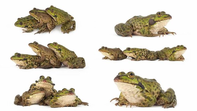 toad frog isolated on white background set