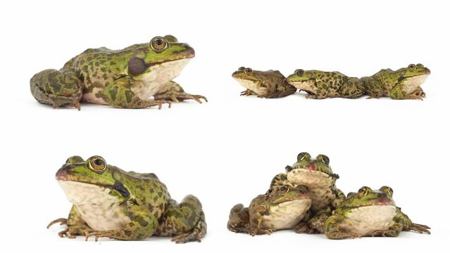 toad frog isolated on white background set