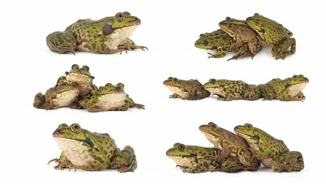toad frog isolated on white background set