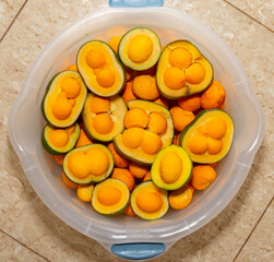 Ripe Pequi fruit (Caryocar brasiliense), wild fruits typical of the Brazilian cerrado biome.