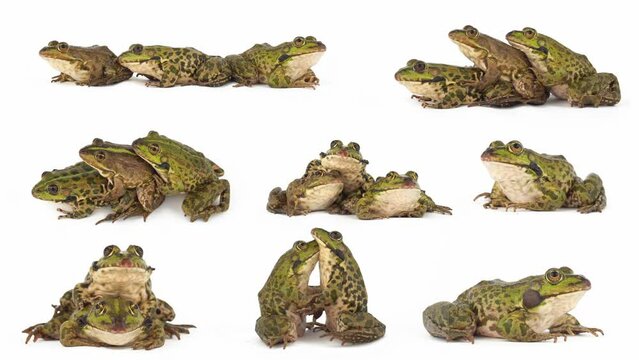 toad frog isolated on white background set