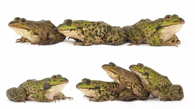 toad frog isolated on white background set