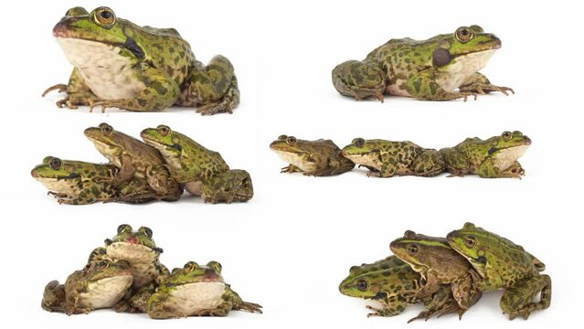 toad frog isolated on white background set