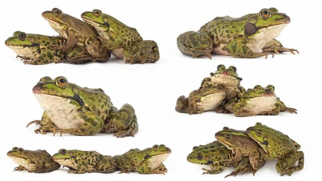 toad frog isolated on white background set