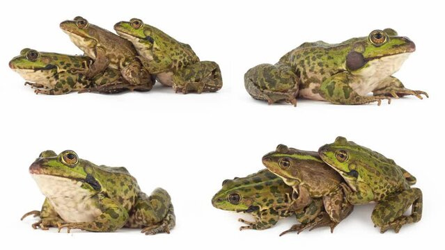 toad frog isolated on white background set