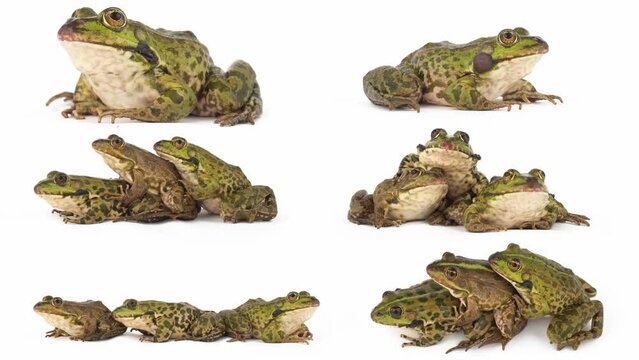 toad frog isolated on white background set