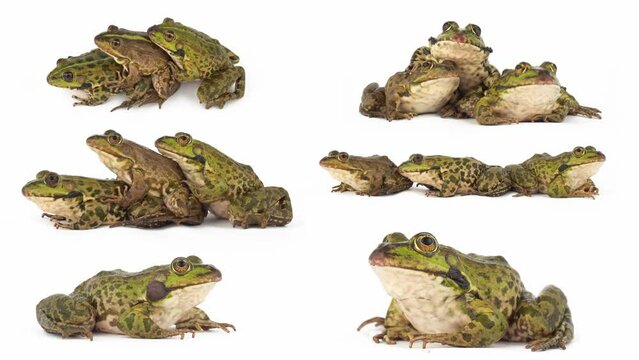 toad frog isolated on white background set