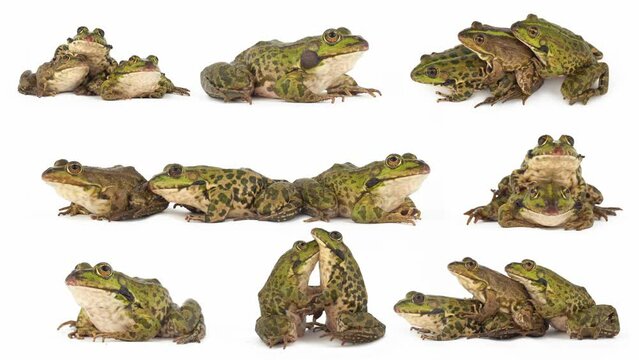 toad frog isolated on white background set