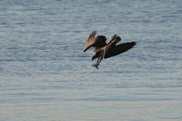 Fototapeta na wymiar osprey is hunting a fish