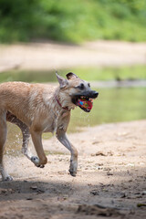 Pet Portraits - German Shepherd/Lab Puppy