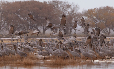 Sandhill crane flock starting fly out from night roost on foggy New Mexico morning