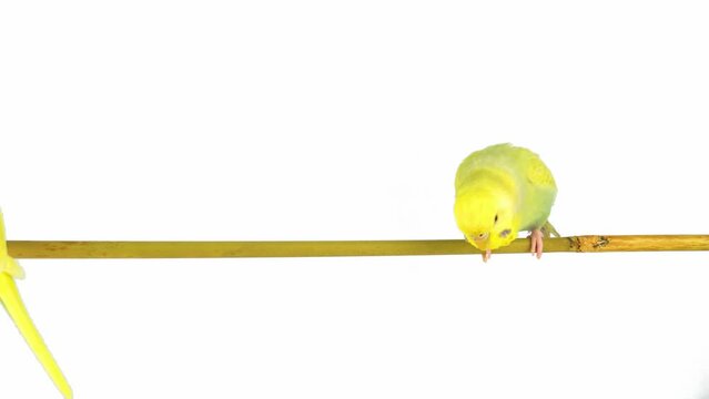 two budgies parrot isolated on white background screen