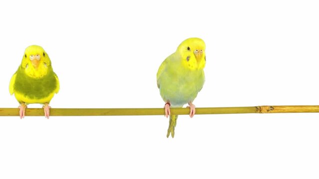 two budgies parrot isolated on white background screen