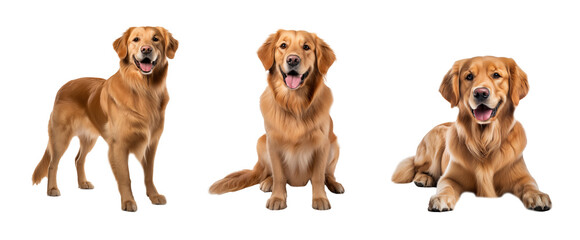 Set of golden retriever in different poses, cut out - stock png.	