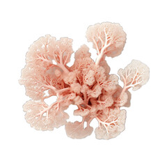 3d Effect Minimal Corals. Isolated on a Transparent Background. Cutout PNG.