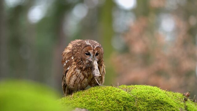 Tawny owl with hunted down rodent prey on mossy stone in the forest. European nature from closeup look.