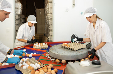 Team of farm workers sorting chicken eggs by size and labeling together