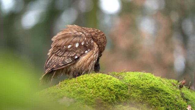 Tawny owl taking down his hunted rodent prey on mossy stone in the forest. European nature from closeup look.