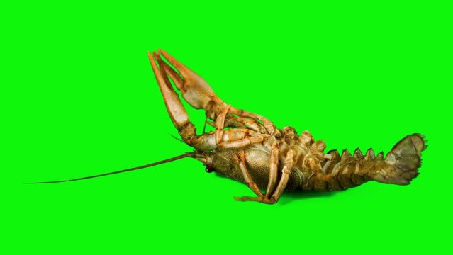 lobster crab on green background isolated