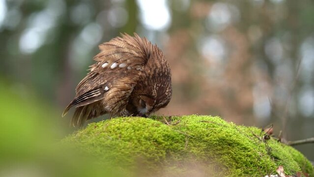 Tawny owl eating his prey on mossy stone. Slow-mo 100fps