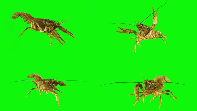 lobster crab on green background isolated set