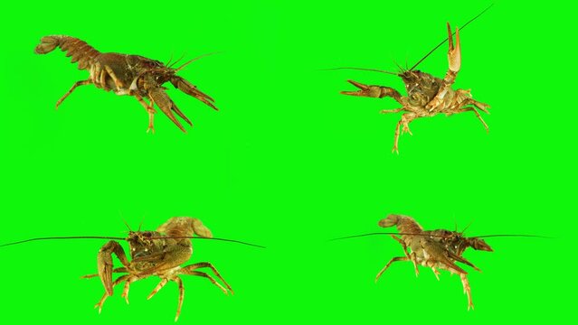 lobster crab on green background isolated set