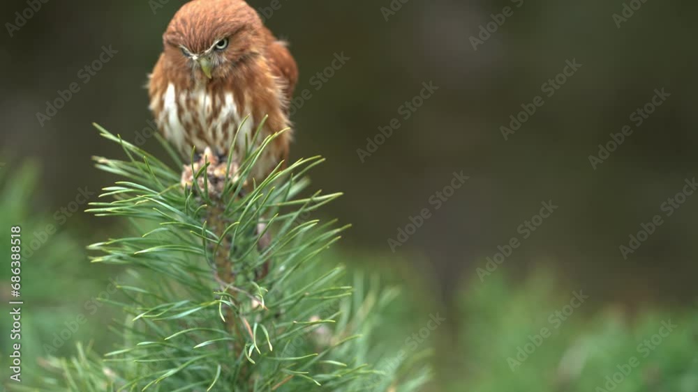 Poster Eurasian pygmy owl sitting on waving branch of coniferous tree, Bird stabilization. European nature in the forest.