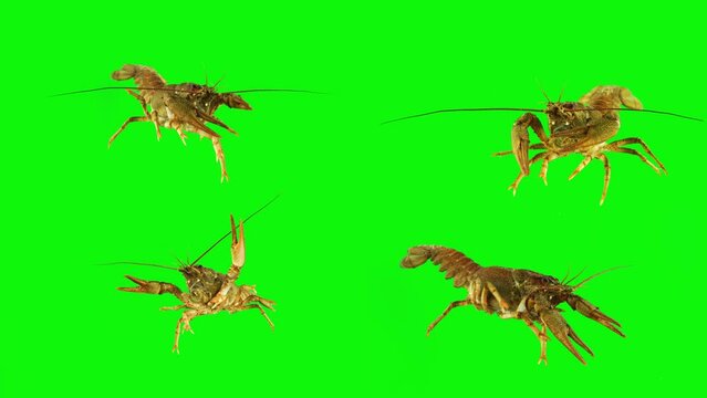 lobster crab on green background isolated set