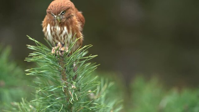 Eurasian pygmy owl sitting on waving branch of coniferous tree, Bird stabilization. European nature in the forest.