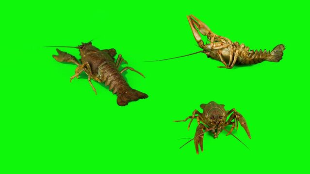 lobster crab on green background isolated set