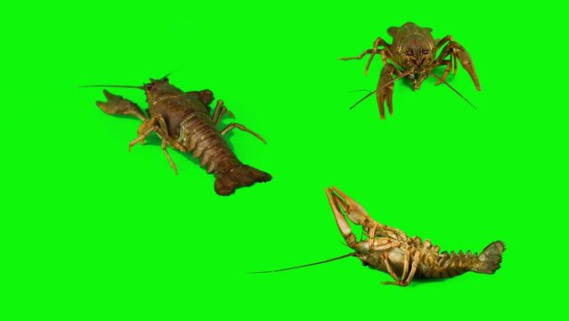 lobster crab on green background isolated set
