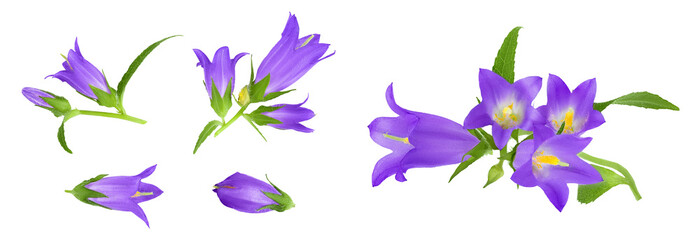 Campanula flower isolated on white background. Top view. Flat lay