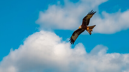 Milvus migrans, black kite, in flight on a sunny summer day