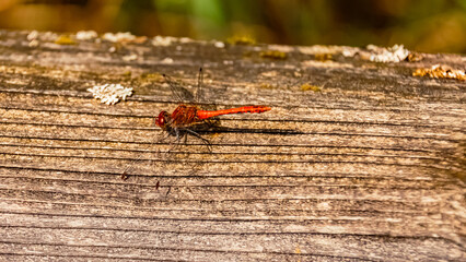 Macro of Sympetrum sanguineum, ruddy darter dragonfly, on a sunny summer day