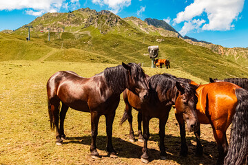 Equus caballus, horse, in summer on an alpine pasture near Mount Kreuzjoch, Schruns, Bludenz,...