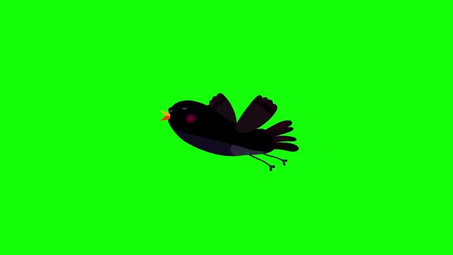 Ousel black bird cartoon flying, glidng singing bluebox. Blinking eyes seamless loop behaviour animation character.