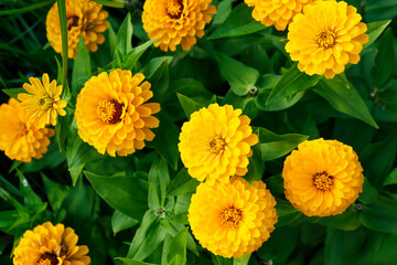 Beautiful chrysanthemum flowers in garden