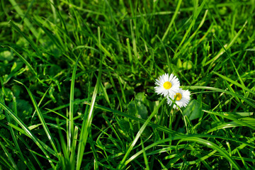 Beautiful chamomile flowers with green grass in garden
